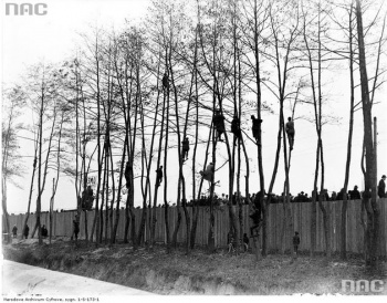 Kibice z drzew ogladaja mecz na szczycie: Wisla - Warta w 1929 roku